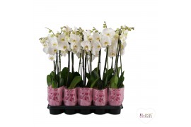 Phalaenopsis wit A2 - 2 tak - 75/80cm