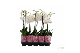 Phalaenopsis wit A2 - 1 tak - 75/80cm