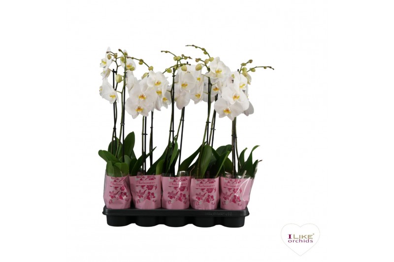 Phalaenopsis wit A2 - 1 tak - 75/80cm 