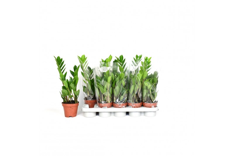 Zamioculcas zamiifolia 2+ veren - 40cm - Blanco hoes Zamioculcas zamiifolia 2+ veren - 40cm - Blanco hoes