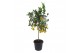 Citrus limon op stam 
