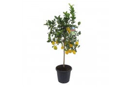Citrus limon op stam