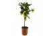 Citrus limon 
