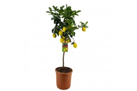 Citrus limon