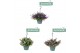 Campanula posch. adansa mix Hangpot mix 3 kleuren 