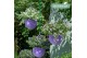 Campanula posch. adansa mix Hangpot mix 3 kleuren 