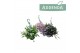 Campanula posch. adansa mix Hangpot mix 3 kleuren 
