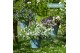 Campanula posch. adansa mix Hangpot mix 3 kleuren 