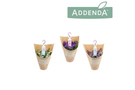 Campanula addenda mixkar hangpot in kraft