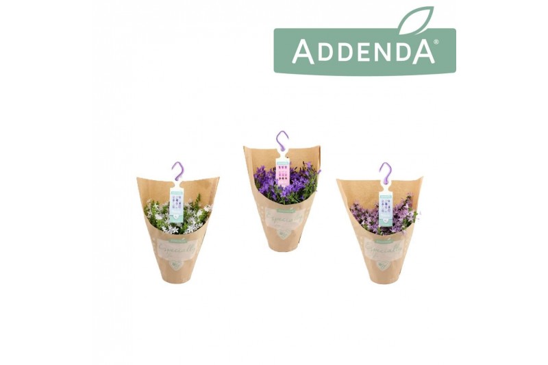 Campanula addenda mixkar hangpot in kraft 
