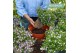 Campanula addenda mixkar hangpot in kraft 