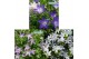 Campanula addenda mixkar hangpot in kraft 
