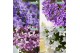 Campanula addenda mixkar hangpot in kraft 