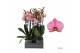 Phalaenopsis jupiter 3 tak - 55/60cm 