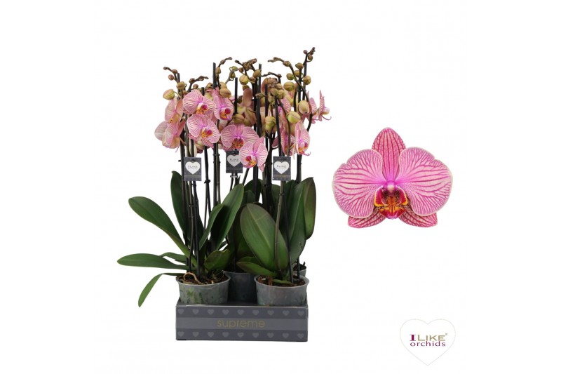 Phalaenopsis jupiter 3 tak - 55/60cm 