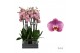 Phalaenopsis Honey Peach - 3 tak - 55/60cm 