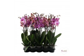 Phalaenopsis roze 3 tak - 55/60cm