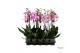 Phalaenopsis roze 3 tak - 55/60cm 