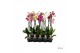 Phalaenopsis mix A2 - 2 tak - 65/70cm 