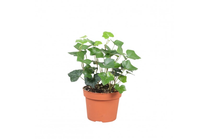 Hedera hibernica 7pp - 30-35cm Rank 