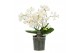 Phalaenopsis multiflora wit Willd 3+ tak 60 bl. 4 tak/plnt 