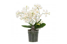 Phalaenopsis multiflora wit Willd 3+ tak 60 bl. 4 tak/plnt