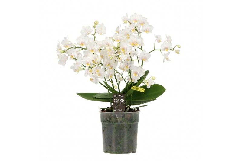 Phalaenopsis multiflora wit Willd 3+ tak 60 bl. 4 tak/plnt 