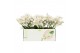 Phalaenopsis multiflora wit Willd 3+ tak 60 bl. 4 tak/plnt 