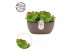 Kalanchoe thyrsiflora Kalanchoe Thyrsiflora 23cm Summer Collection 7 p 