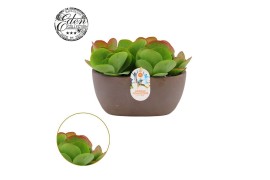 Kalanchoe thyrsiflora Kalanchoe Thyrsiflora 23cm Summer Collection 7 p