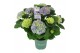 Hydrangea macr. magical evolution Blauw 9-10 Bloem 