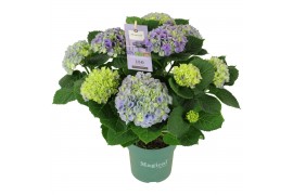 Hydrangea macr. magical evolution Blauw 9-10 Bloem