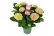 Hydrangea macr. magical evolution Roze 7-8 Bloem 