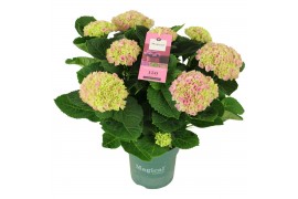 Hydrangea macr. magical evolution Roze 7-8 Bloem
