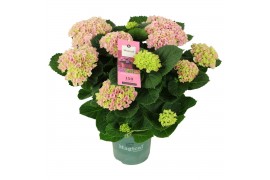 Hydrangea macr. magical evolution Roze 9-10 Bloem