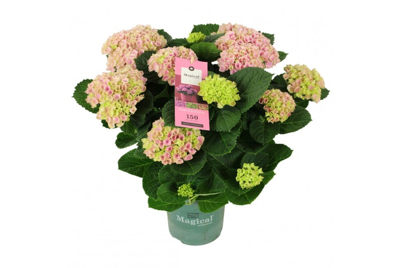 Hydrangea macr. magical evolution Roze 9-10 Bloem 