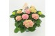 Hydrangea macr. magical evolution Roze 9-10 Bloem 