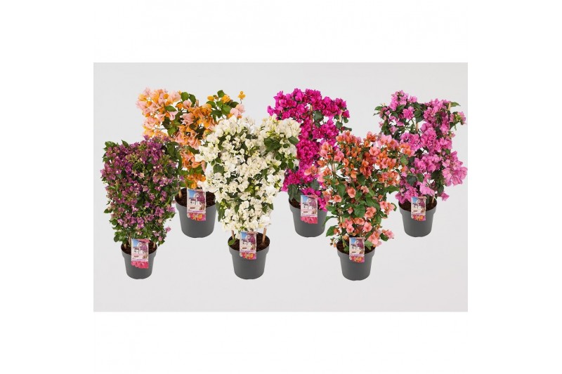 Bougainvillea sanderiana mix op rek (80% paars 20% kleuren per laag),d 