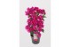 Bougainvillea sanderiana renate donker paars op rek, 