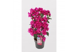 Bougainvillea sanderiana renate donker paars op rek,