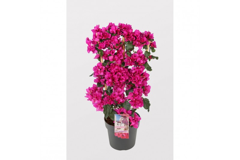 Bougainvillea sanderiana renate donker paars op rek, Bougainvillea sanderiana renate donker paars op rek,