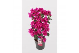 Bougainvillea sanderiana paars op rek