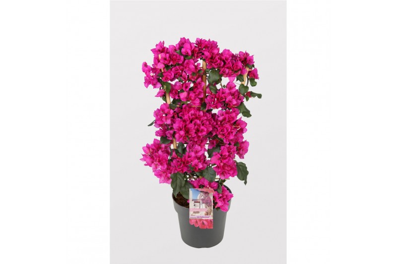 Bougainvillea sanderiana paars op rek 