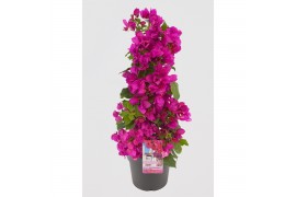 Bougainvillea sanderiana paars piramide