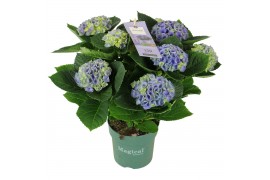 Hydrangea macr. magical evolution Blauw 7-8 Bloem