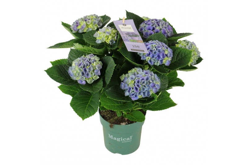Hydrangea macr. magical evolution Blauw 7-8 Bloem 