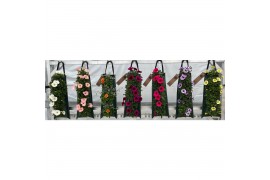 Tweejarigen overig perkplanten mix Wandhanger perkgoed mix kar