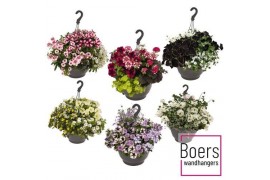 Hanging baskets hangplanten MIX KAR Hanging Basket Perkgoedmix