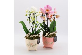 Phalaenopsis PHALMD-2501 Phalaenopsis Moederdag 1 pp