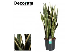 Sansevieria trifasciata laurentii 100-110 cm (Decorum)
